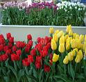 Tulips at MIFGS 
